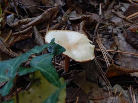 Mushroom with a thin stem and a large cap on the ground with fallen leaves Stock Photos