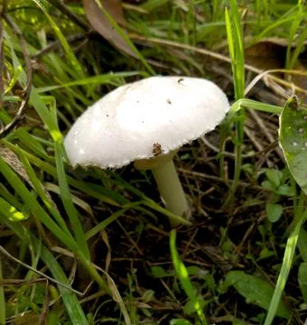 Mushroom with a thin stem and a large white hat among the grass Stock Photos