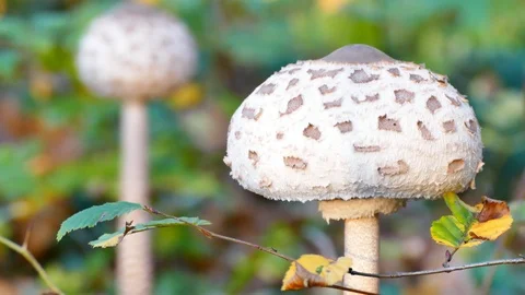 Mushroom - tilt up Stock Footage 100227440
