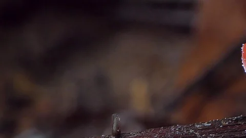 Mushroom on timber. Stock-Footage 92418356