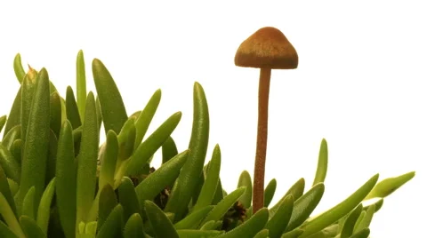Mushroom Time-lapse Stock Footage 54757408