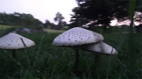 Mushroom Toad Stool close-up round-a-bout Vídeos de archivo 41590145
