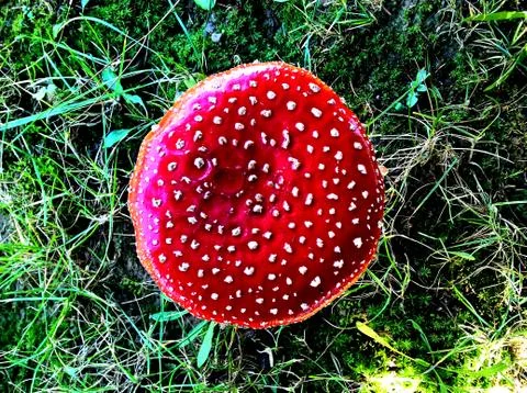 Mushroom Toadstool From Above Stock Photos