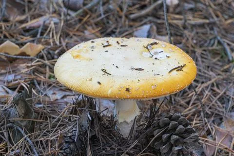 Mushroom toadstool close-up in a pine forest Fotos Stock