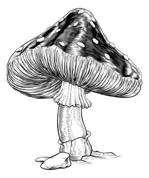 Mushroom Toadstool Fly Agaric Amanita Muscaria Stock Illustration