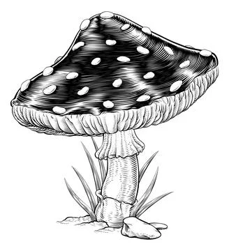 Mushroom Toadstool Fly Agaric Amanita Muscaria Stock Illustration