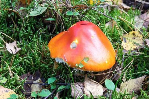 Mushroom-toadstool on a forest glade Stock Photos