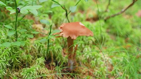 Mushroom toadstool in the forest Stock Photos