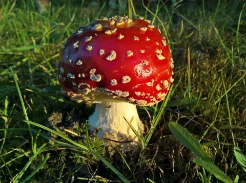 Mushroom Toadstool Immature Stock Photos