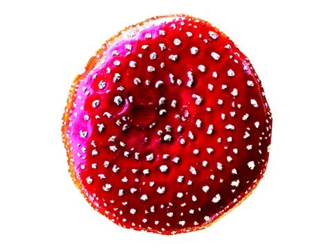 Mushroom Toadstool Isolated Stock Photos