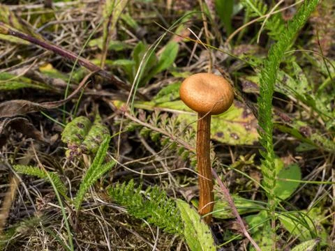 Mushroom toadstool Stock Photos