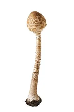 Mushroom toadstool on a white background Stock Photos