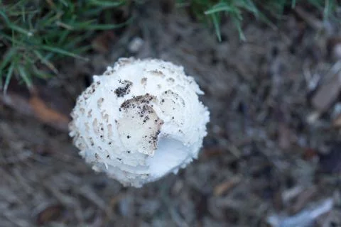 Mushroom Top Stock Photos