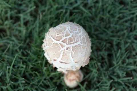Mushroom Top Stock Photos
