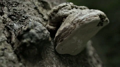 MUSHROOM ON THE TREE CLOSE UP Stock Footage 68755764