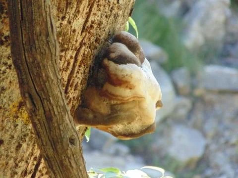 Mushroom in the tree during spring Stock Photos