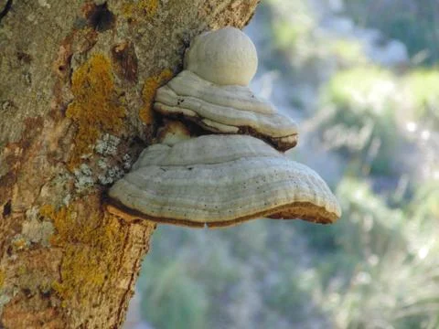 Mushroom in the tree during spring Stock Photos