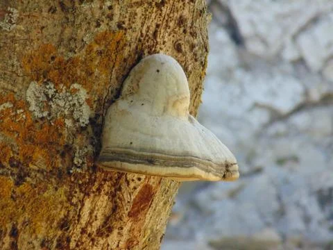 Mushroom in the tree during spring Stock Photos