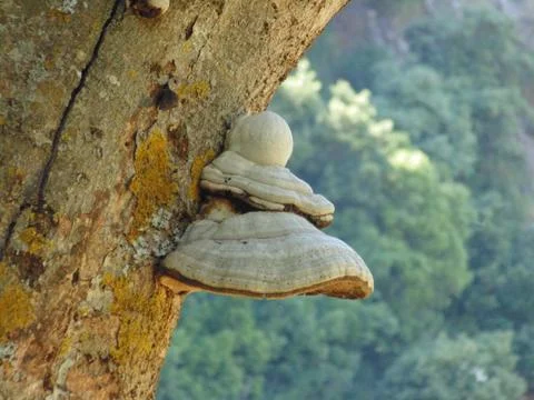 Mushroom in the tree during spring Stock Photos