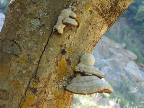 Mushroom in the tree during spring Stock Photos