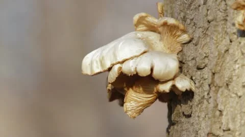 Mushroom on Tree Stock Footage 9546984