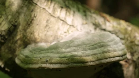 Mushroom on the tree Stock Footage 90605328