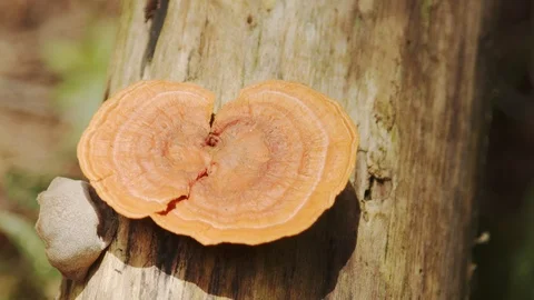 Mushroom on the tree Stock Footage 127500099