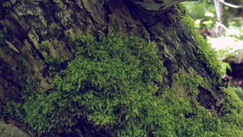 Mushroom on the tree Video stock 145410087