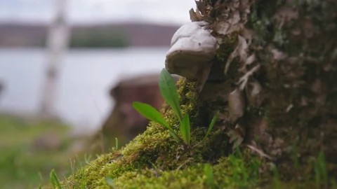 Mushroom on Tree Stock Footage