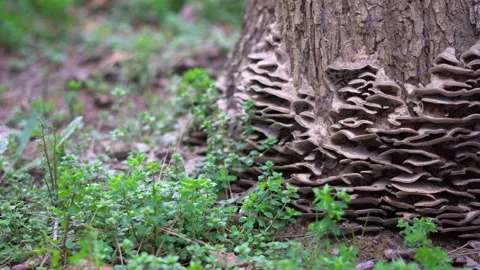 Mushroom on tree Stock Footage 235082754