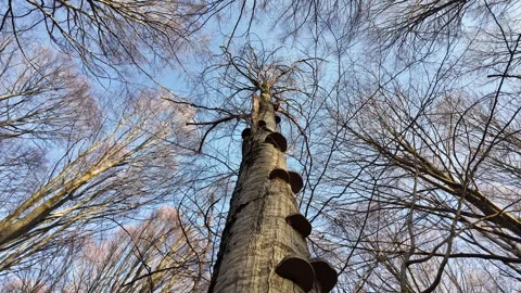 Mushroom tree. Stock Footage 311651697