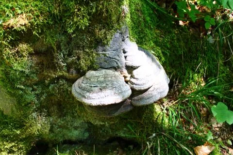 Mushroom on a tree in the forest Stock Photos