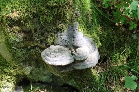 Mushroom on a tree in the forest Stock Photos