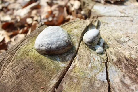 Mushroom on a tree in the forest Stock Photos