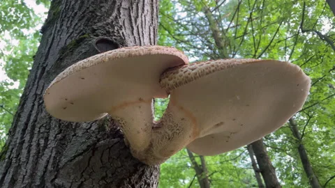 Mushroom tree giant Stock Footage 155481922