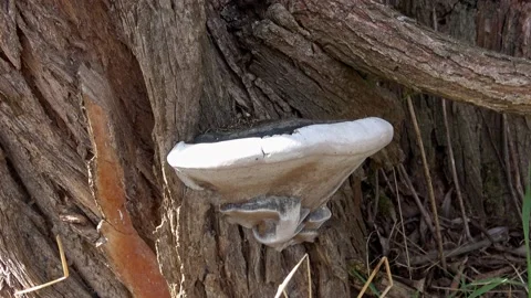 Mushroom on a tree. Old mushroom on a tree trunk Stock Footage 184433613