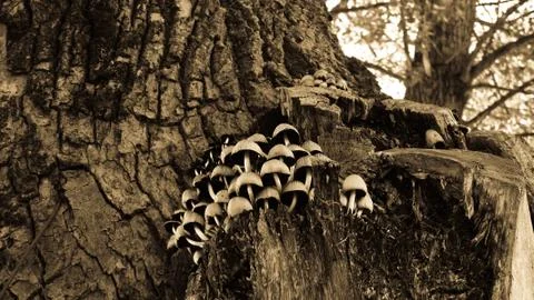 Mushroom on tree Stock Photos