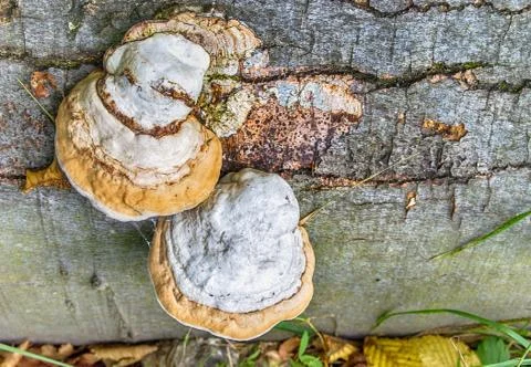 Mushroom on a tree Fotos de archivo