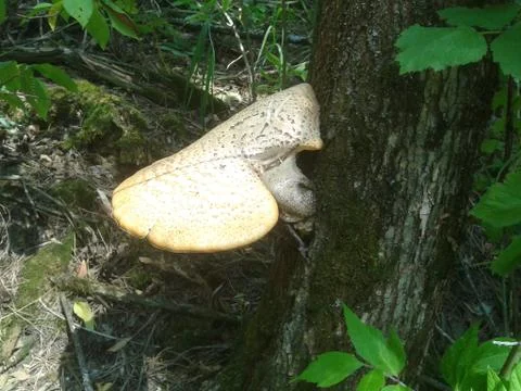 Mushroom on the tree. Stock Photos