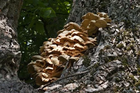 Mushroom on the tree. Stock Photos