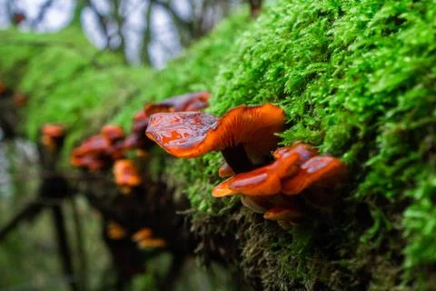 Mushroom on a tree Stock Photos