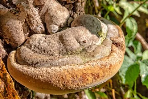 Mushroom on a tree Stock Photos