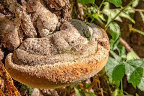 Mushroom on a tree Stock Photos