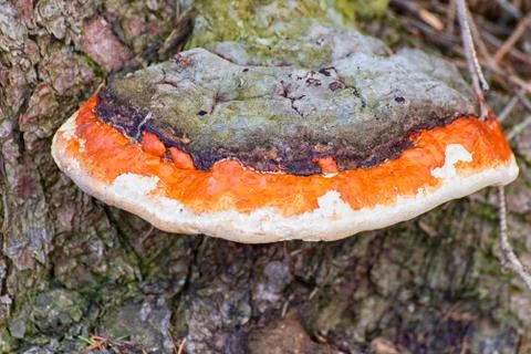 Mushroom on a tree Stock Photos