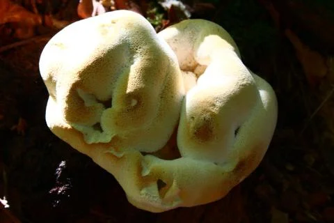 A mushroom on a tree Stock Photos