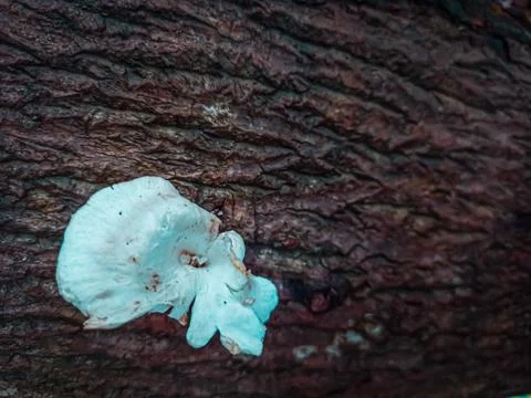 Mushroom on a Tree Stock Photos