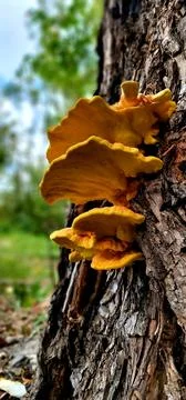 Mushroom on tree. 写真素材