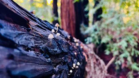 Mushroom in tree Stock Photos