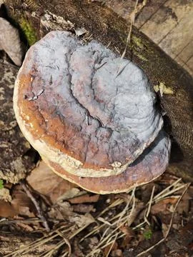 Mushroom on tree Stock Photos
