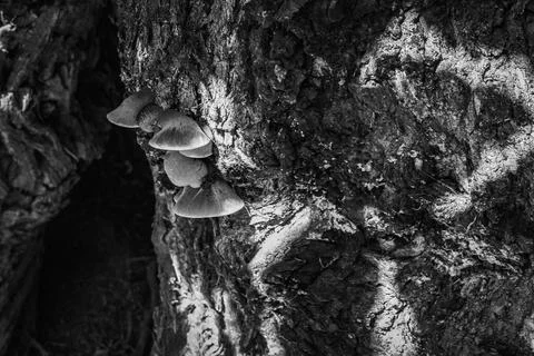 Mushroom on tree 写真素材